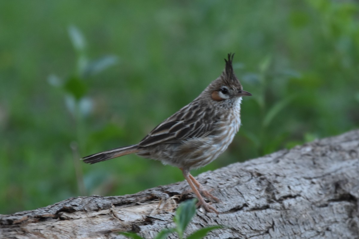 Lark-like Brushrunner - ML238485951