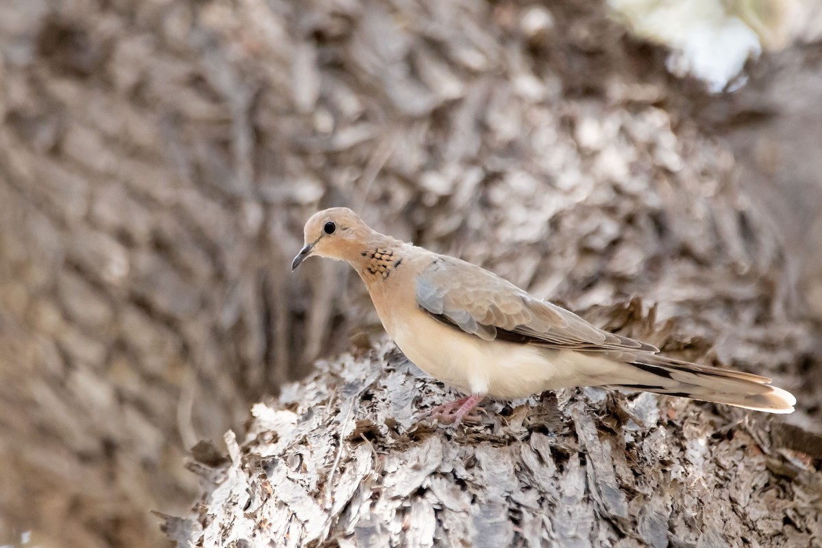 Laughing Dove - ML238486461