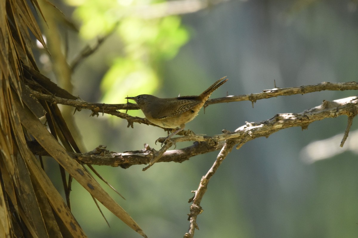 House Wren - ML238486541