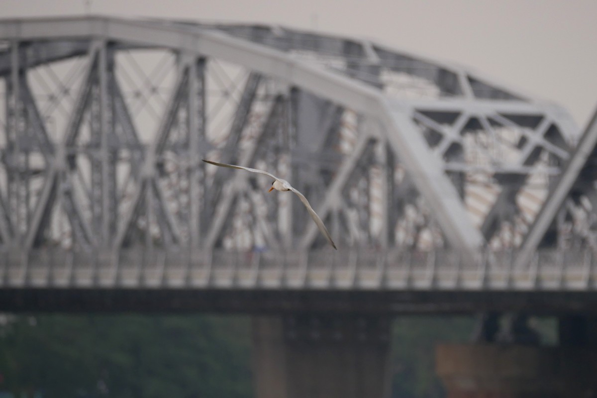 Lesser Crested Tern - ML238486641