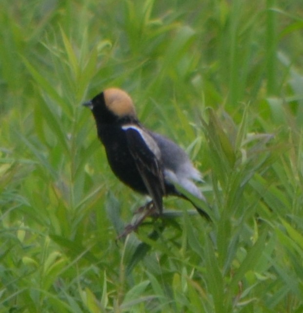 bobolink americký - ML238487761