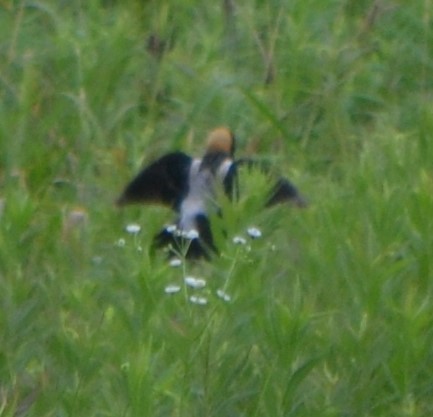 bobolink americký - ML238487861