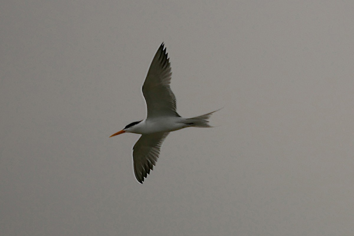 Lesser Crested Tern - ML238488551