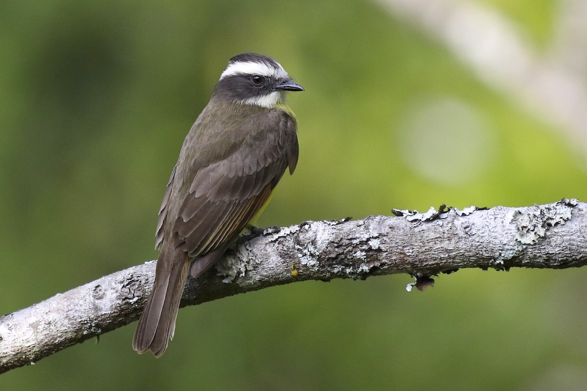Rusty-margined Flycatcher - Knut Hansen