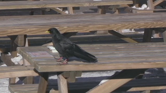 Yellow-billed Chough - ML238495281