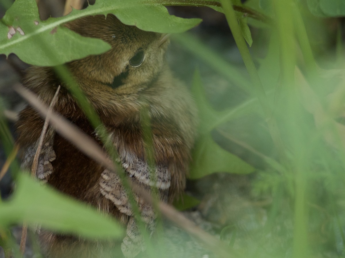 Ruffed Grouse - ML238495581