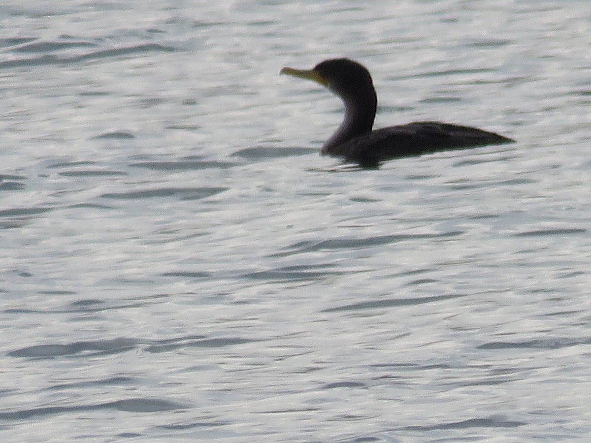 Double-crested Cormorant - Sandy Morrissey