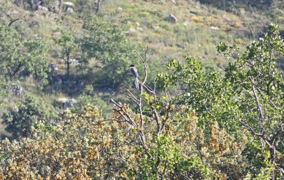 Iberian Magpie - Francisco Javier Calvo lesmes