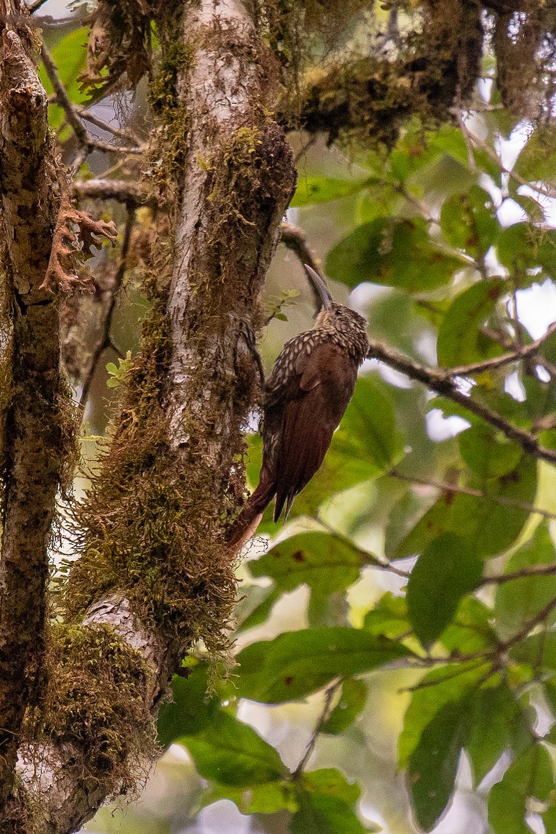 Spot-crowned Woodcreeper - Graham Gerdeman