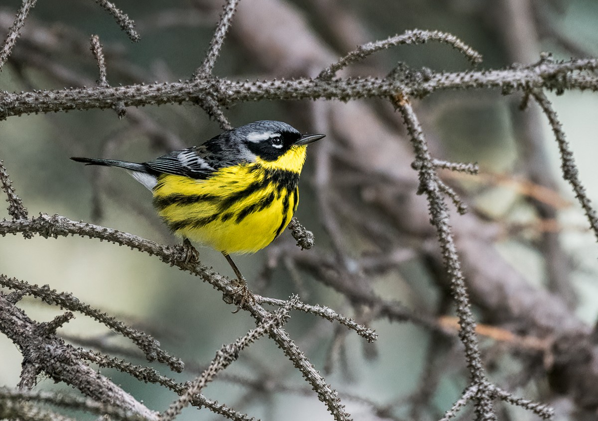 Magnolia Warbler - ML238497861