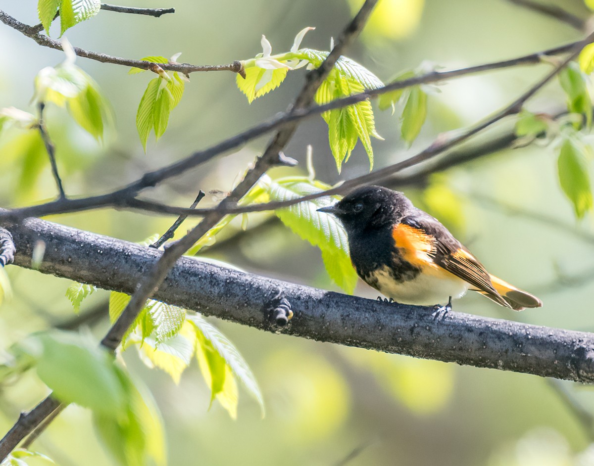 American Redstart - ML238497971