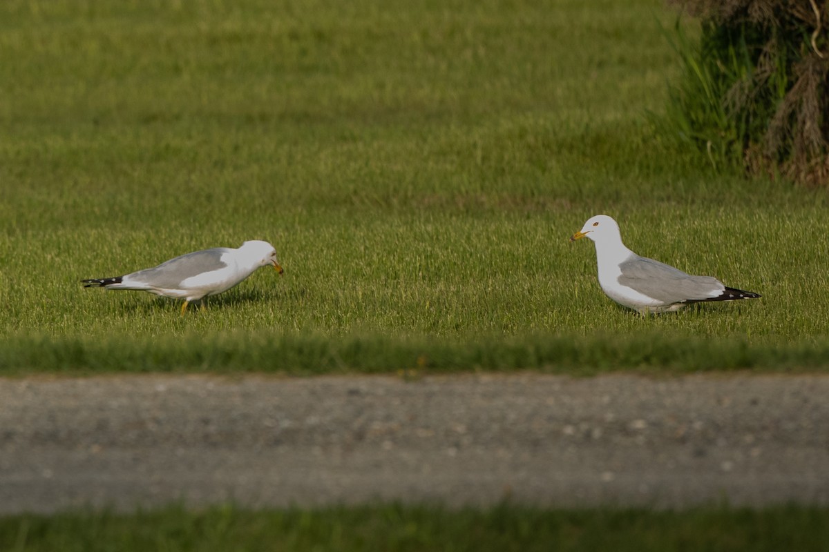 Ring-billed Gull - ML238498511