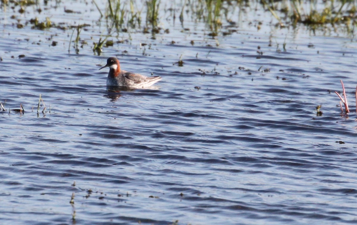 svømmesnipe - ML238498611