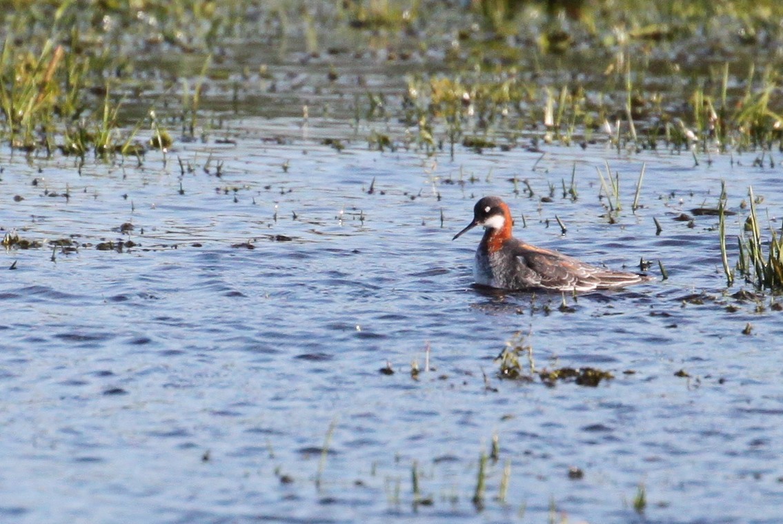 svømmesnipe - ML238498691