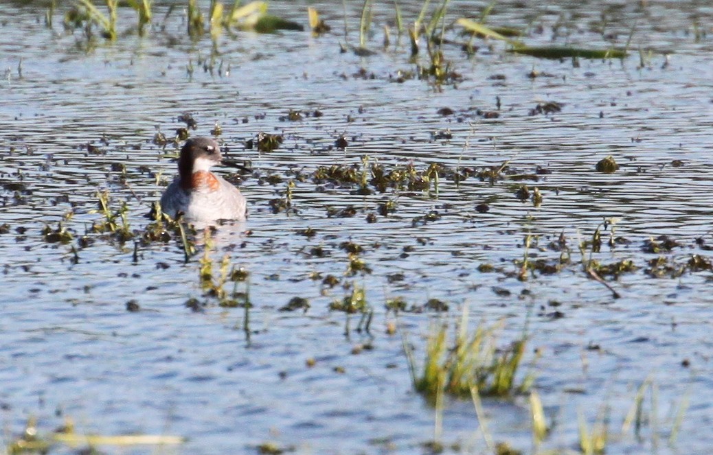 svømmesnipe - ML238498851