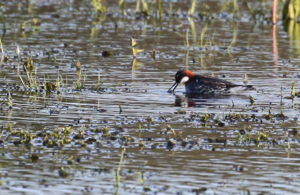 svømmesnipe - ML238498911