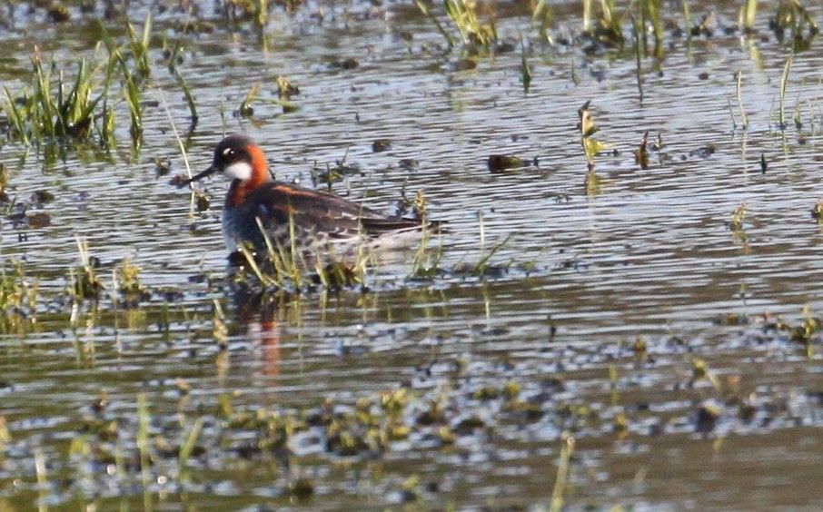 svømmesnipe - ML238499001