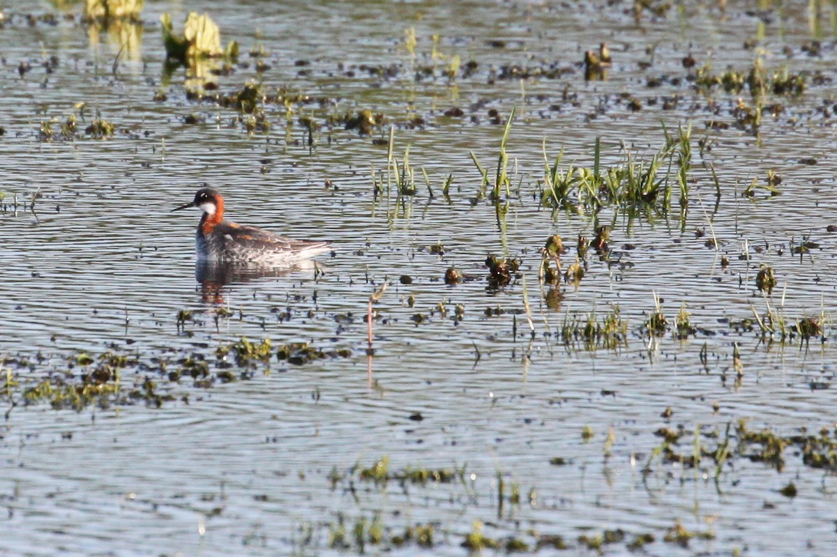 svømmesnipe - ML238499091