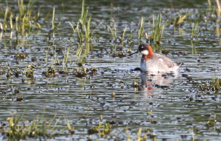 svømmesnipe - ML238499151