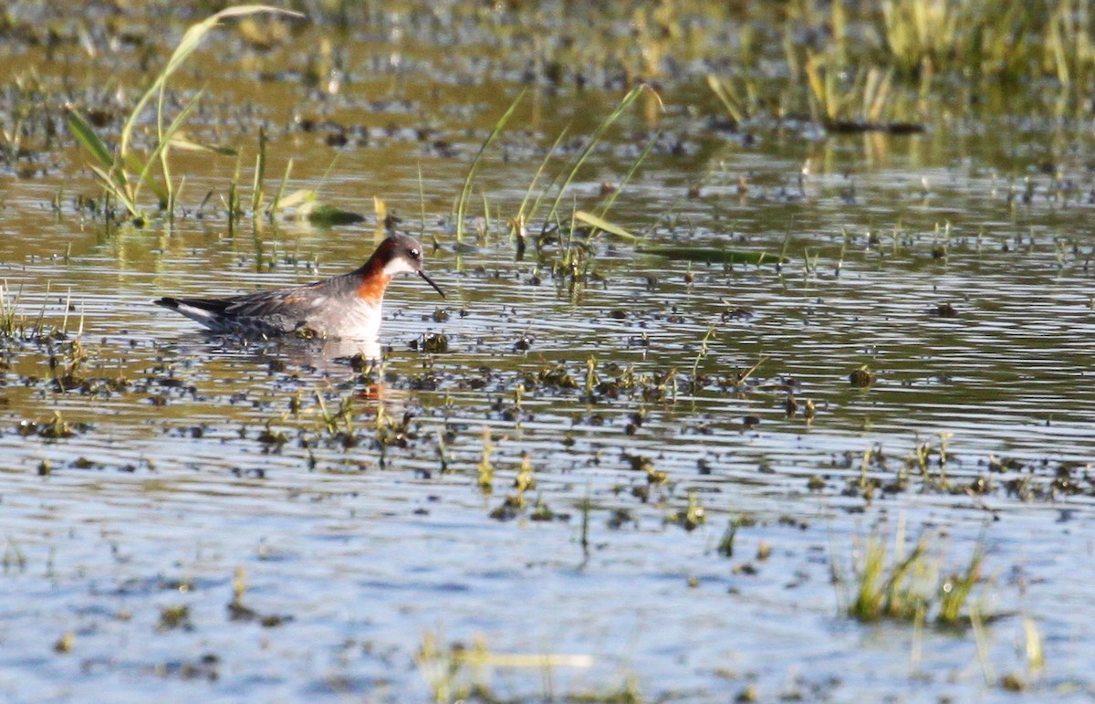 svømmesnipe - ML238499291