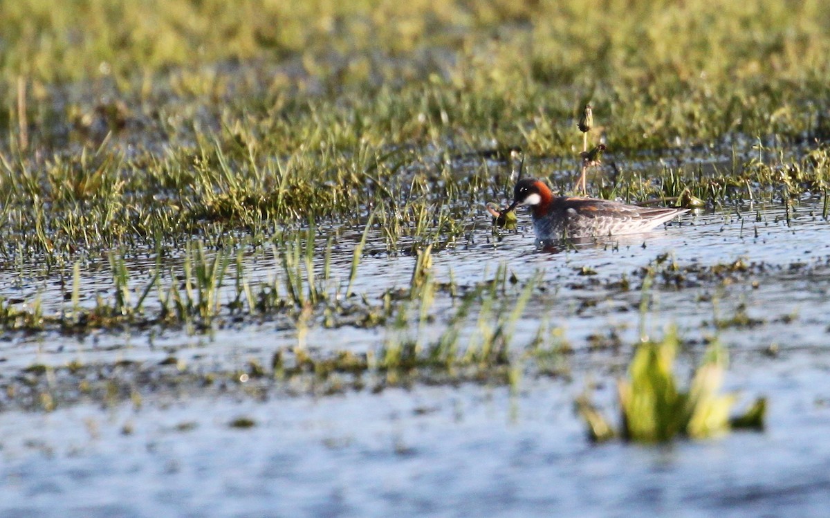 svømmesnipe - ML238499331