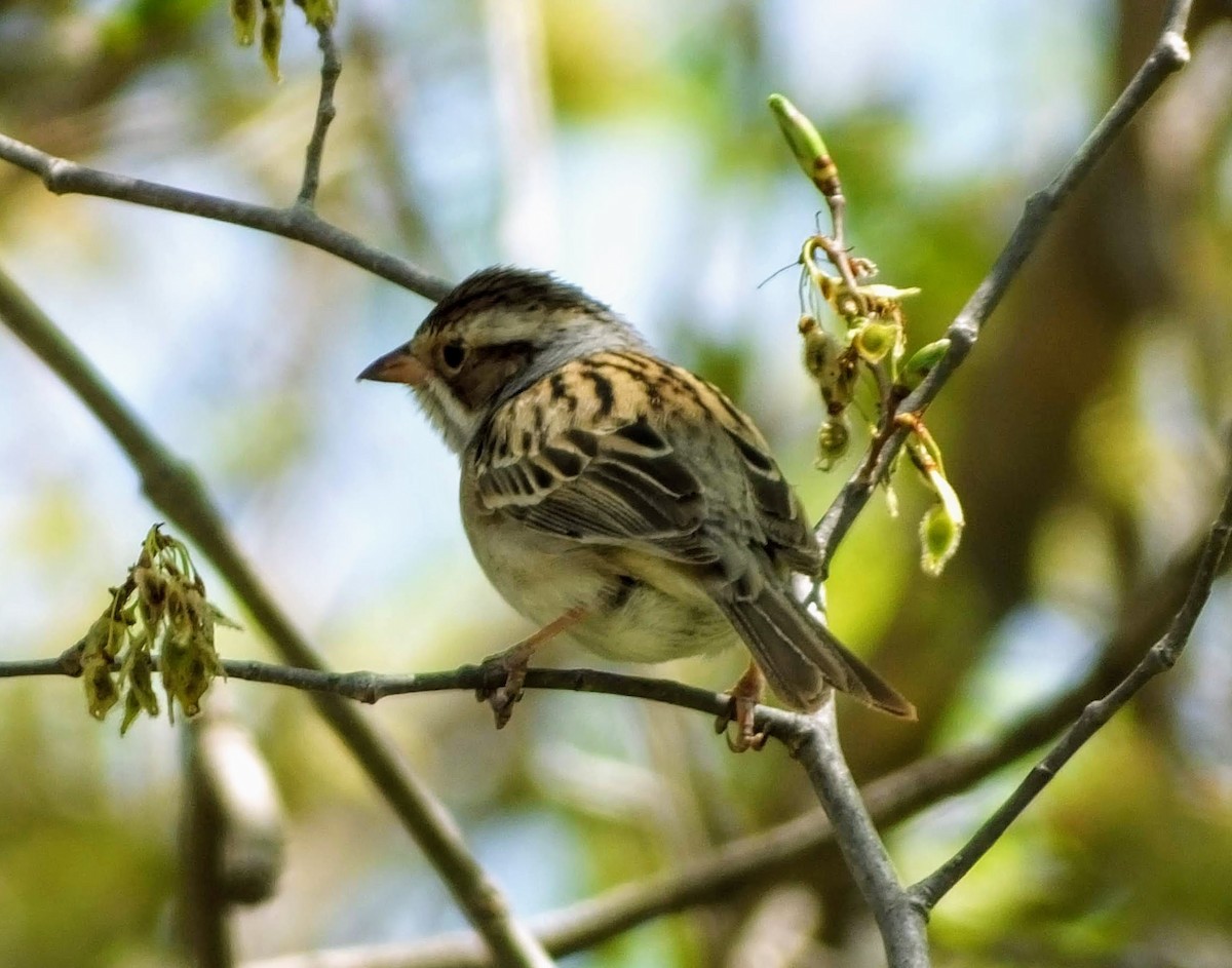 Clay-colored Sparrow - ML238499371