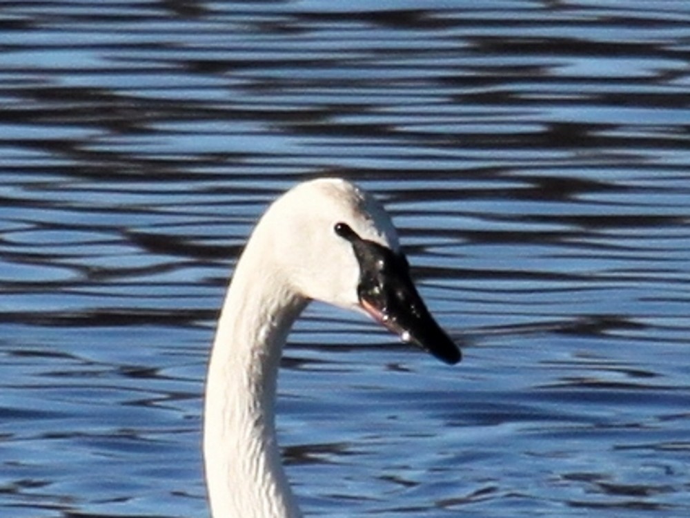 Trumpeter/Tundra Swan - ML23849941