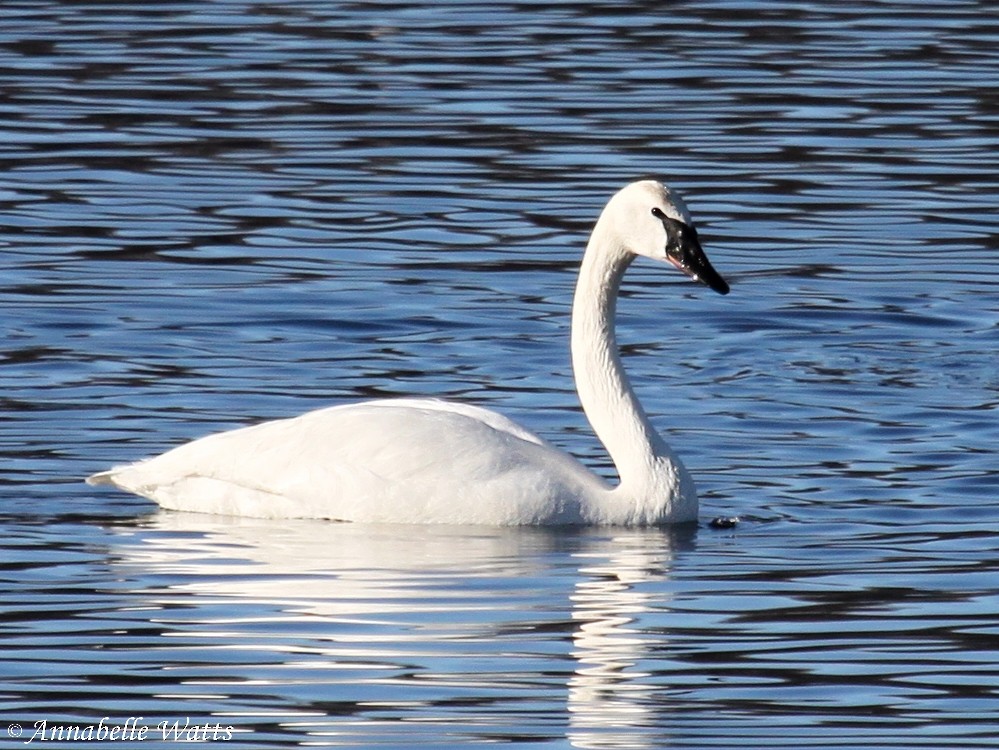 Trumpeter/Tundra Swan - Justin Watts