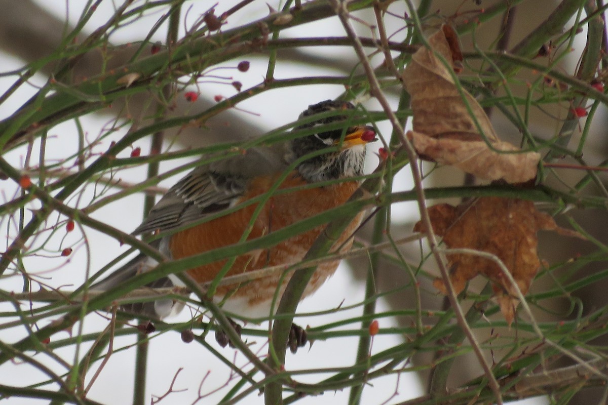 American Robin - ML23850011