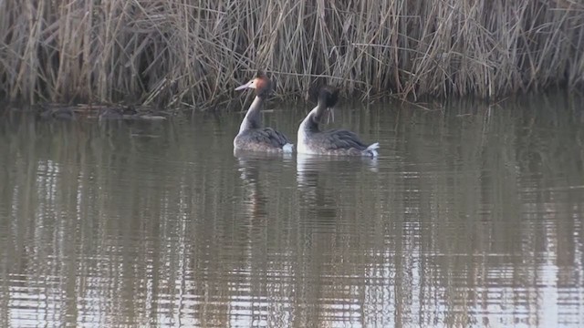 Great Crested Grebe - ML238503101