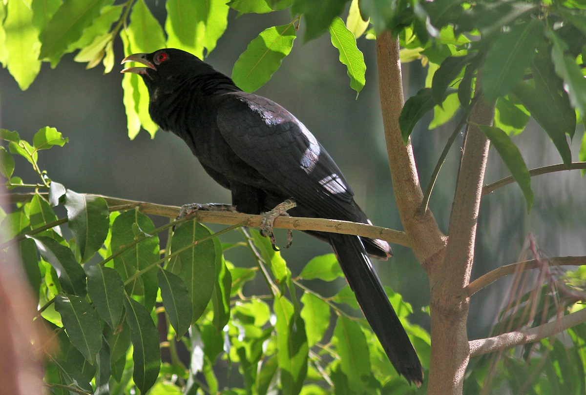 Asian Koel - ML238503481