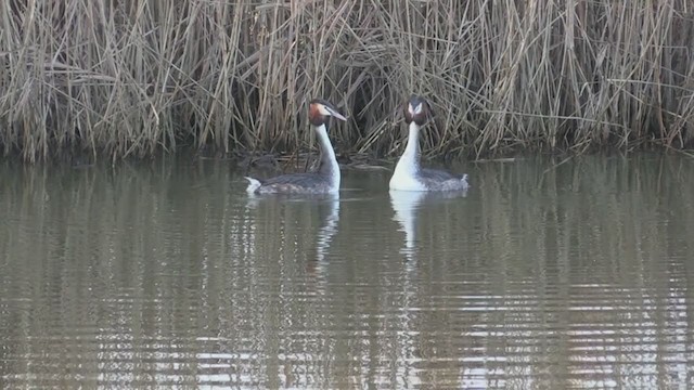 Great Crested Grebe - ML238504141