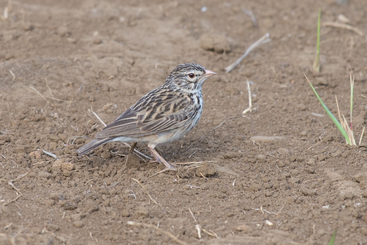 Madagascar Lark - ML238506021