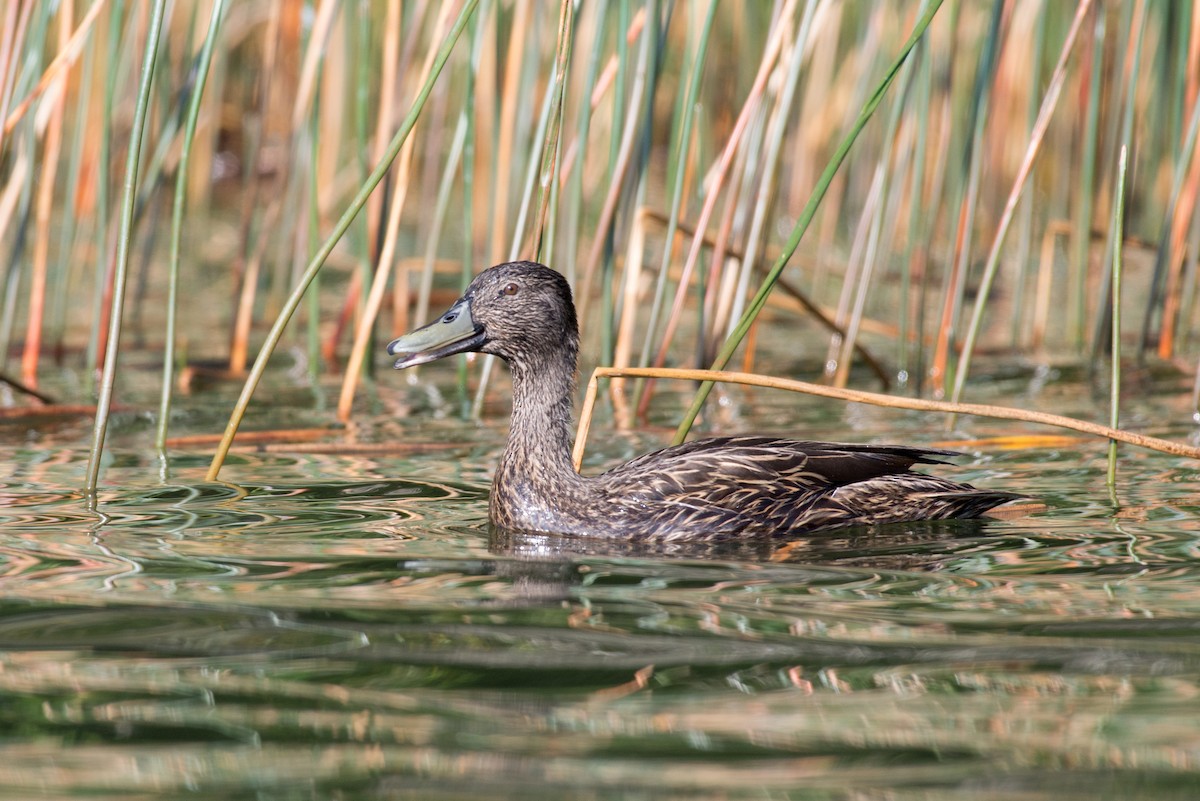 Canard de Meller - ML238506331