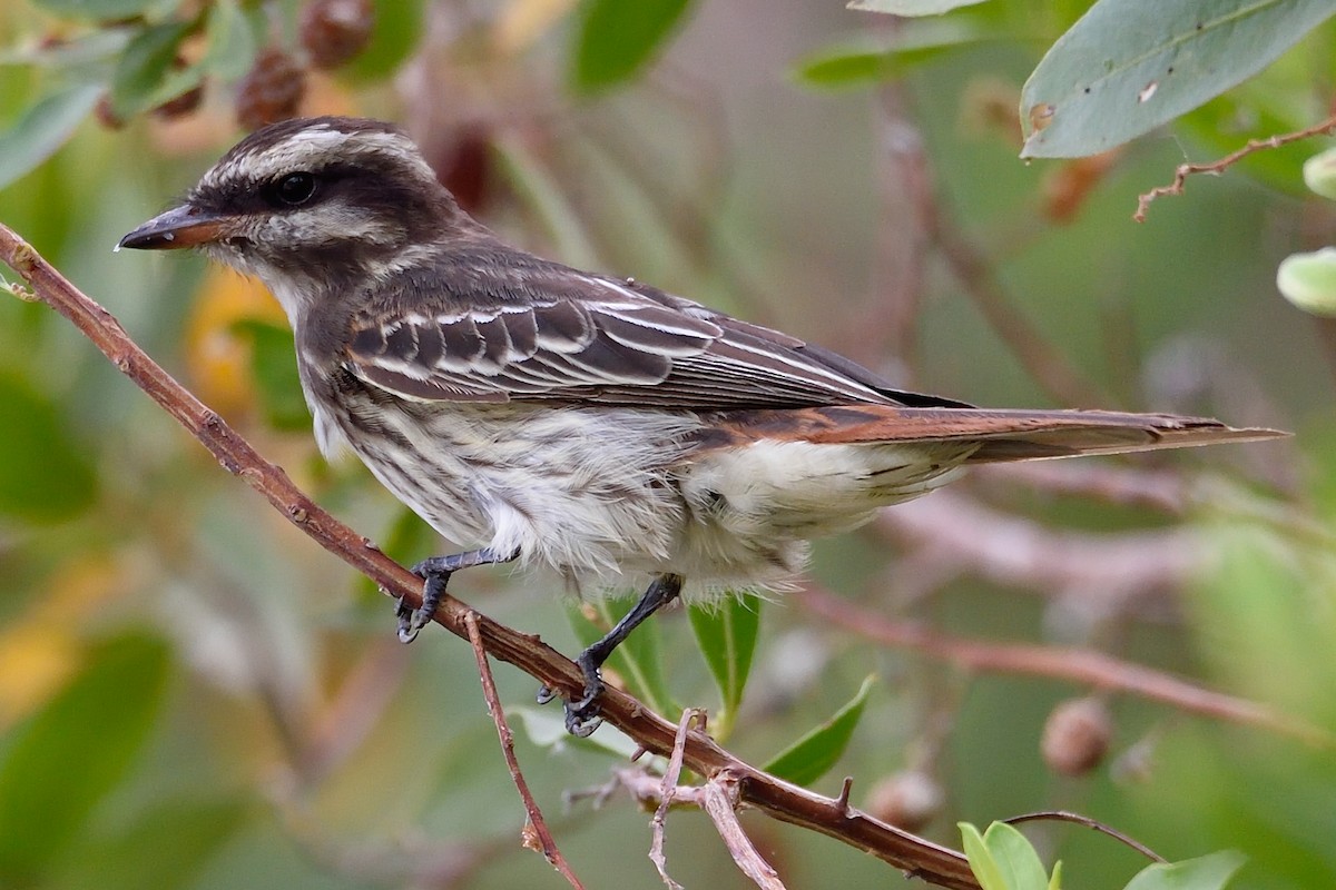 Variegated Flycatcher - Michiel Oversteegen