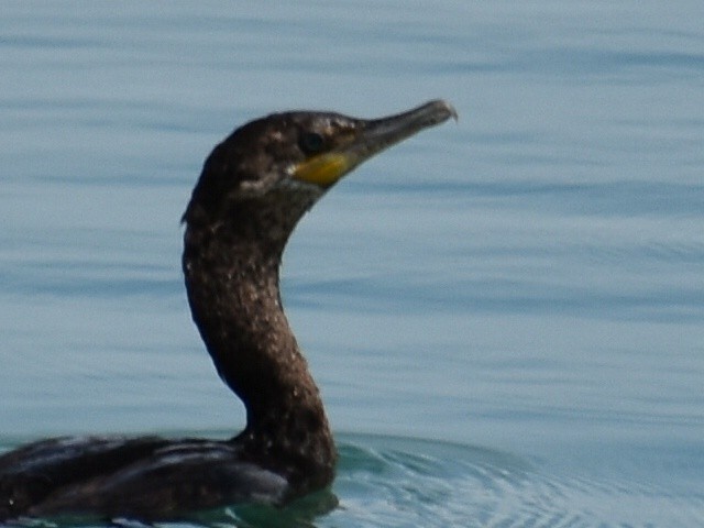 Neotropic Cormorant - ML238509021