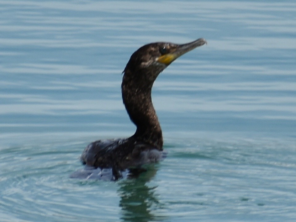 Neotropic Cormorant - ML238509031