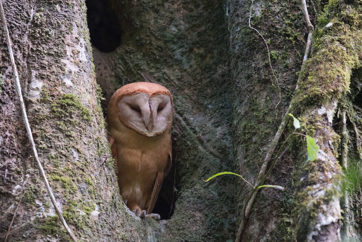 Red Owl - John C. Mittermeier