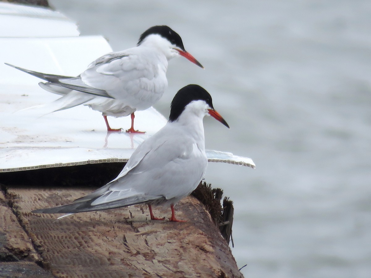 Common Tern - Mary Beth Kooper