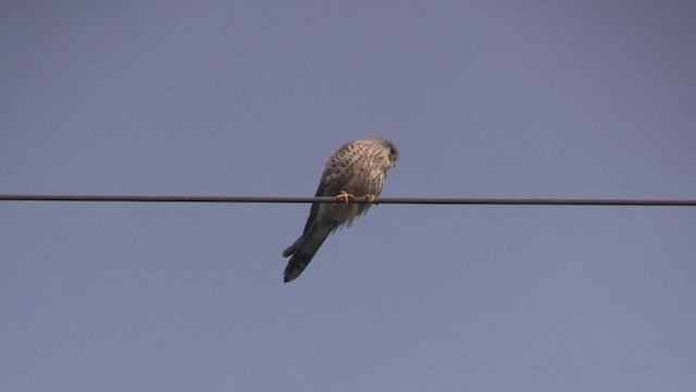 Eurasian Kestrel - ML238510911