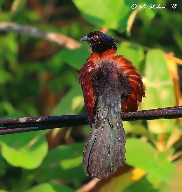 Greater Coucal - ML238512081