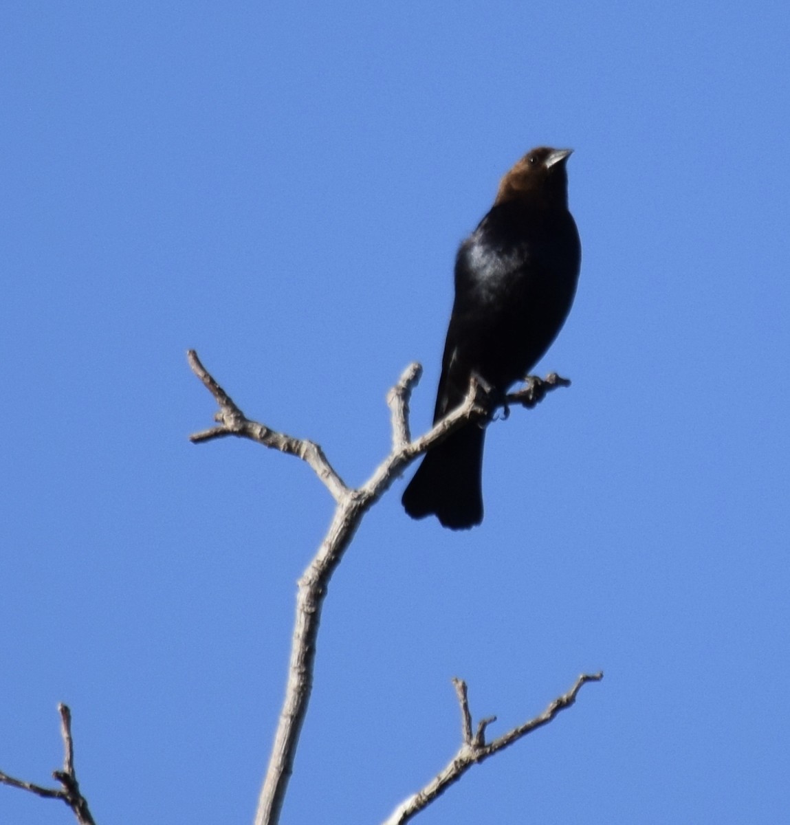 Brown-headed Cowbird - ML238512301