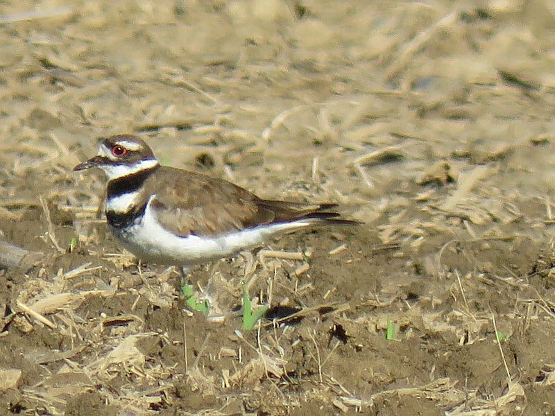 Killdeer - ML238514011