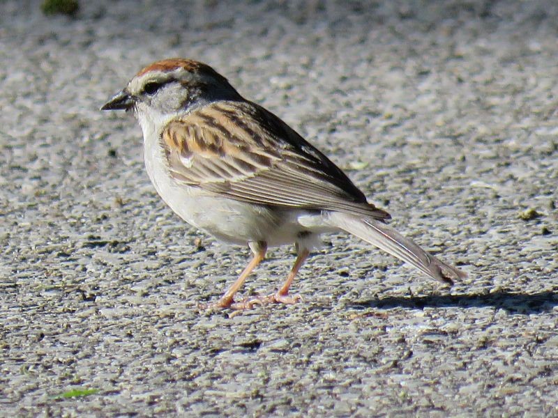 Chipping Sparrow - ML238514161