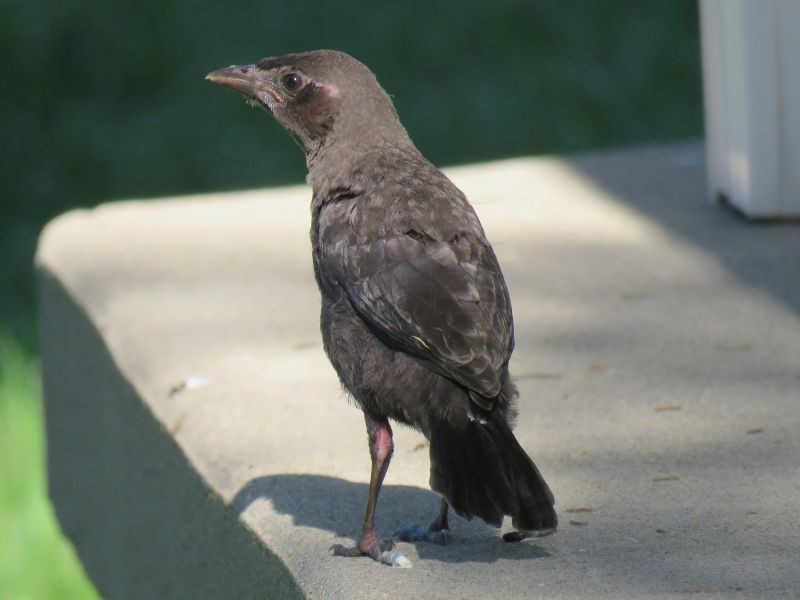 Common Grackle - ML238514281