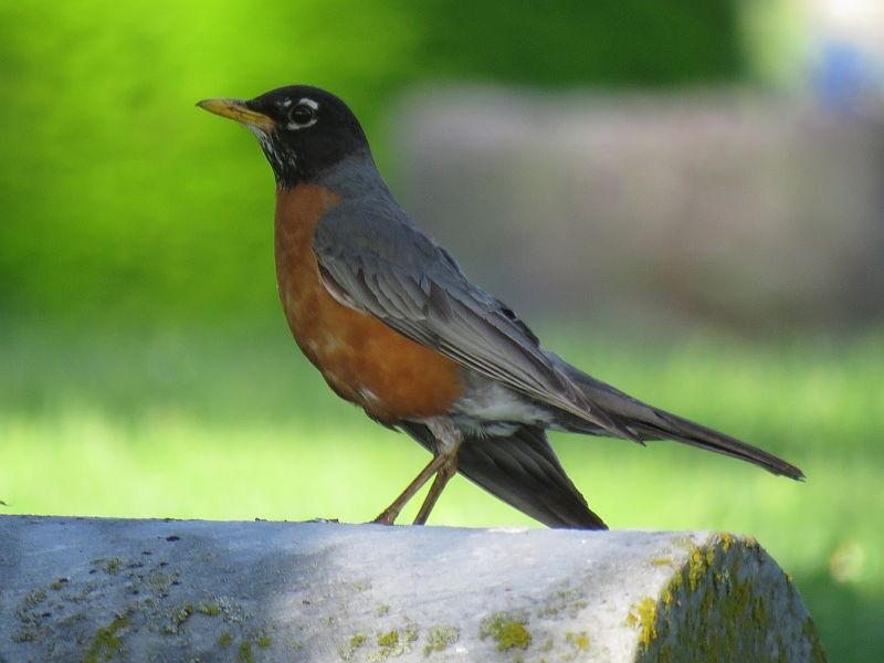 American Robin - ML238514591