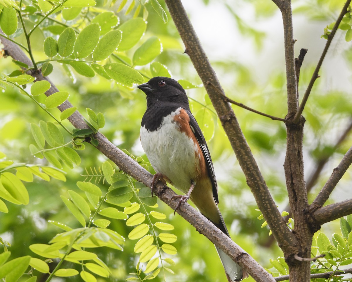 Eastern Towhee - Steve Rappaport