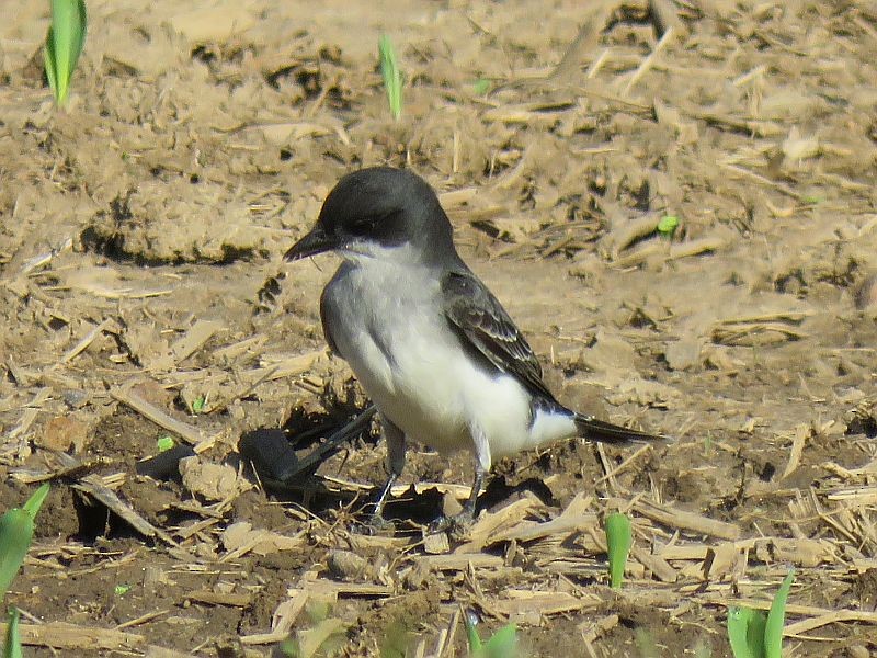 Eastern Kingbird - ML238516101