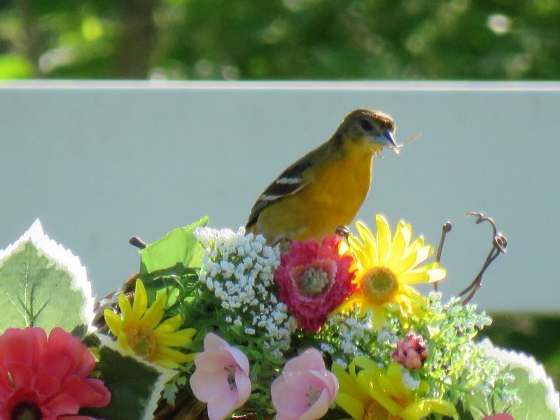 Baltimore Oriole - ML238516251