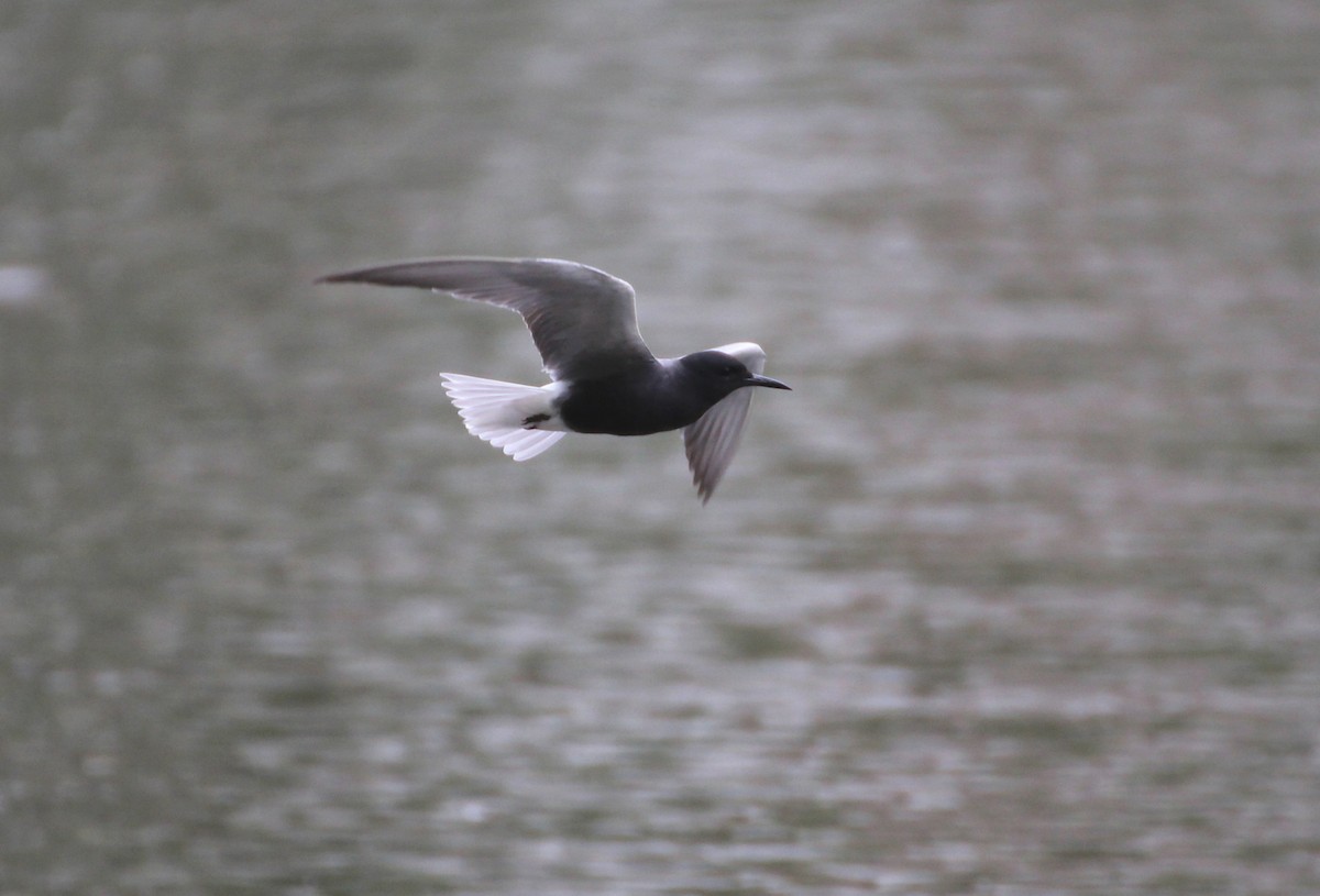 Black Tern - Vitaliy Mosienko